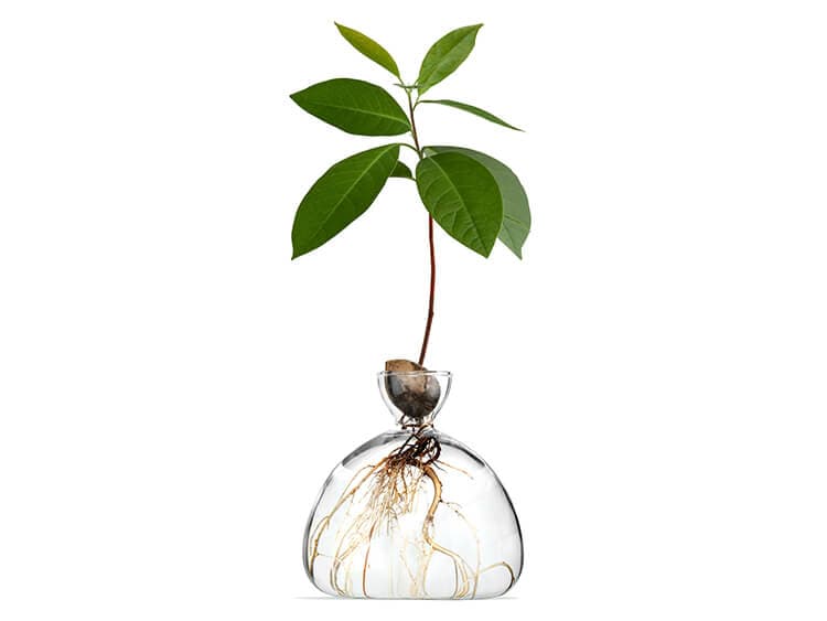 Avocado Vase by Ilex Studio
